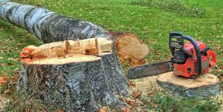 Best Fruit Tree Pruning  in Whitehall, WI