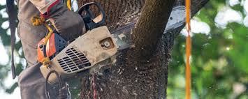 Best Storm Damage Tree Cleanup  in Whitehall, WI