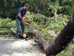Best Tree Trimming and Pruning  in Whitehall, WI