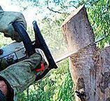 Best Arborist Consultation Services  in Whitehall, WI
