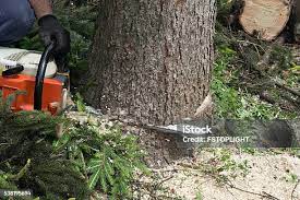 Best Commercial Tree Services  in Whitehall, WI