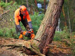 Best Soil Testing and Treatment  in Whitehall, WI