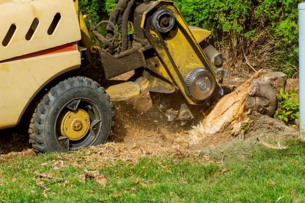  Whitehall, WI Tree Services Pros