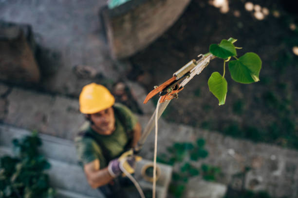 Best Tree and Shrub Care  in Whitehall, WI