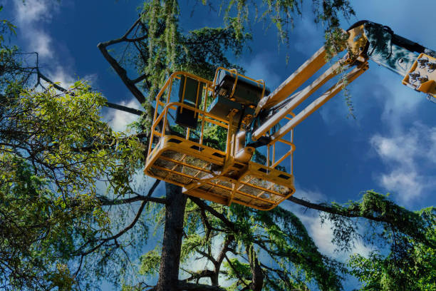How Our Tree Care Process Works  in  Whitehall, WI