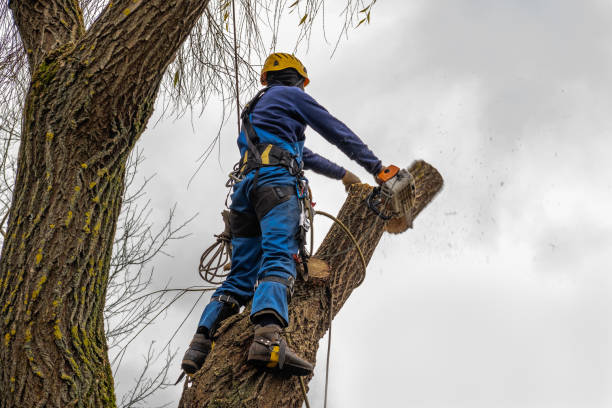 Best Tree Preservation Services  in Whitehall, WI
