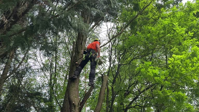 Best Tree Mulching  in Whitehall, WI