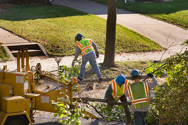 Best Emergency Tree Removal  in Whitehall, WI