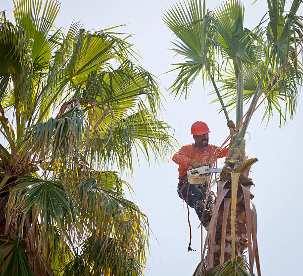 Whitehall, WI Tree Services Company
