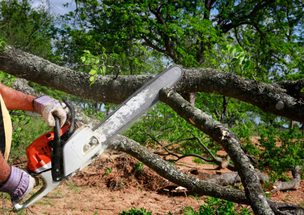 Best Tree Health Inspection  in Whitehall, WI